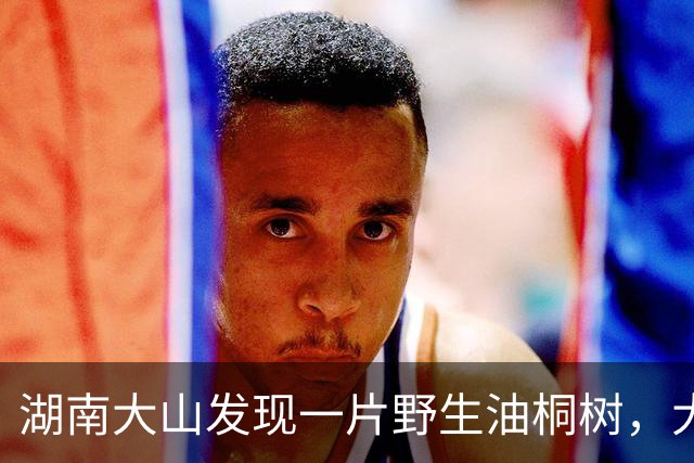 湖南大山发现一片野生油桐树，大的有四五十年，全株有毒少人识